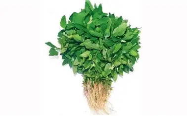 Bathua