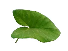 Alu Patta