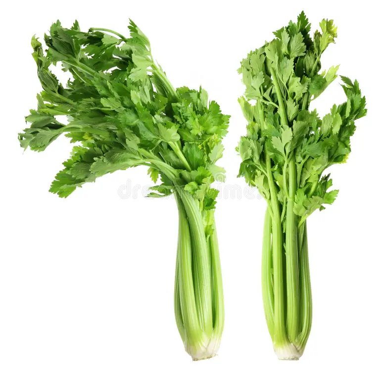 Celery Leaves