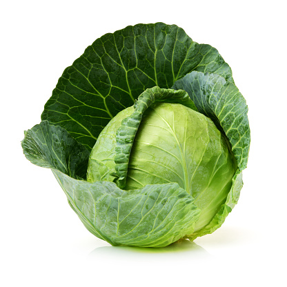 cabbage grown