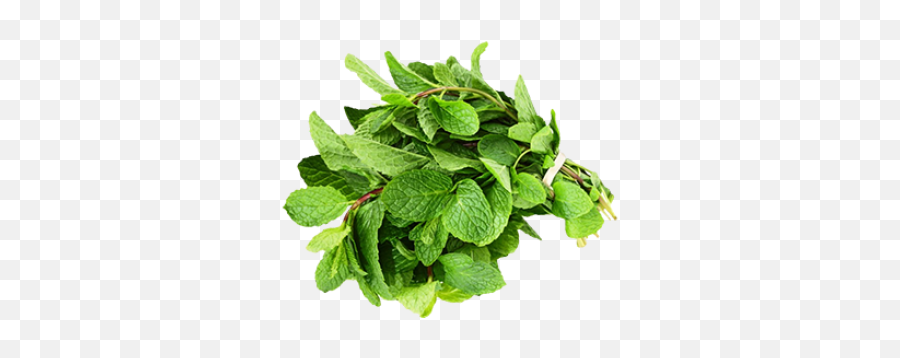 pudina grown