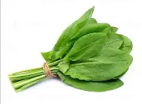 Palak