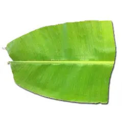 Banana Leaves