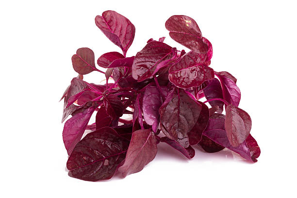 Amaranth Red Leaves