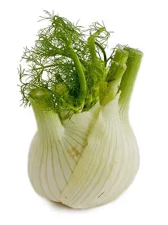 Fennel