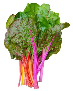 Swiss Chard
