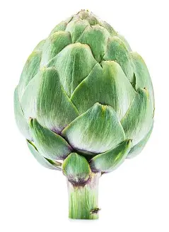 Artichoke