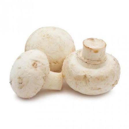 Mushroom Oyster