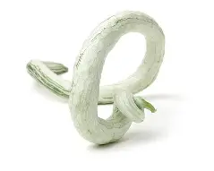 snake gourd