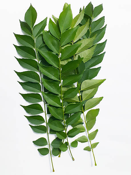 Premium Curry Leaves