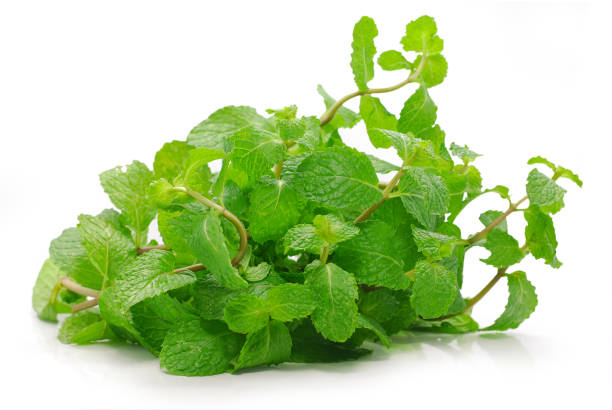 Organic Mint