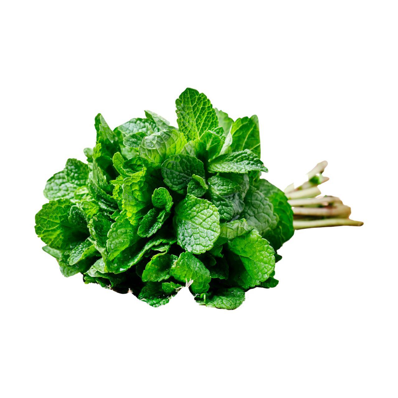Fresh Mint