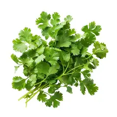 Fresh Coriander