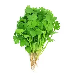 Organic Coriander