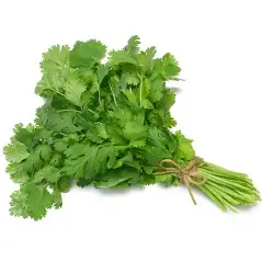 Fresh Coriander