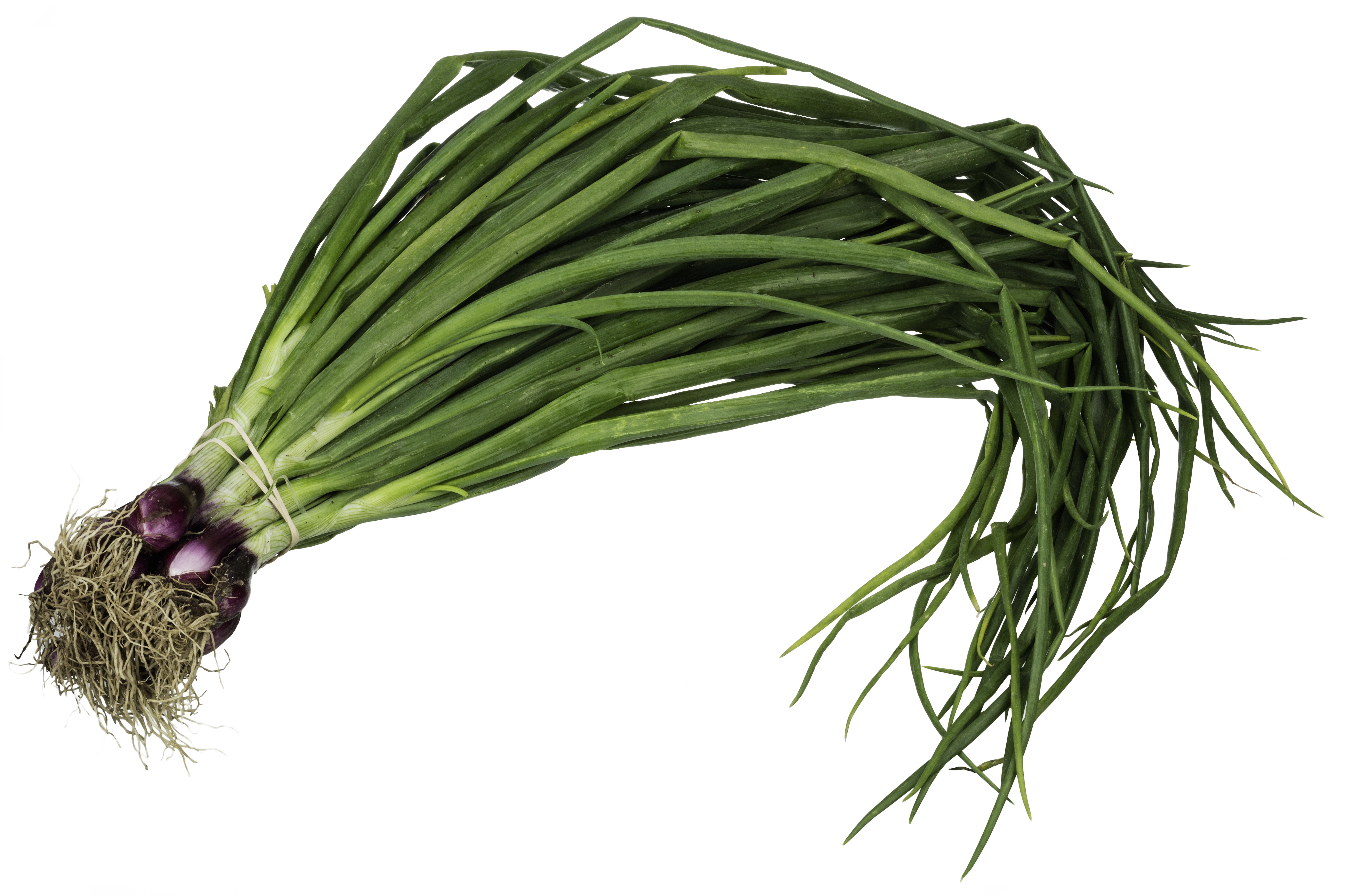 Green Spring Onion