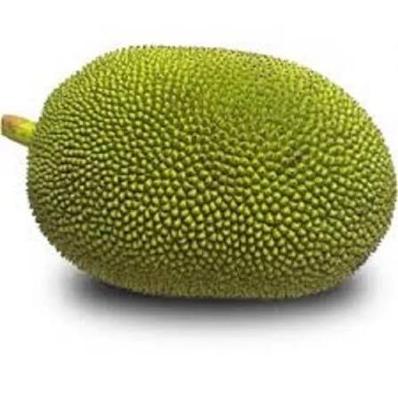 Raw Jackfruit
