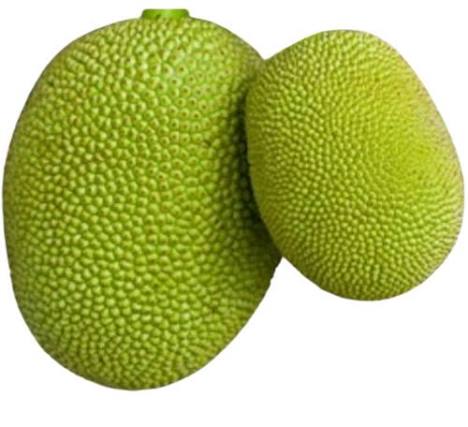 Fresh Raw Jackfruit