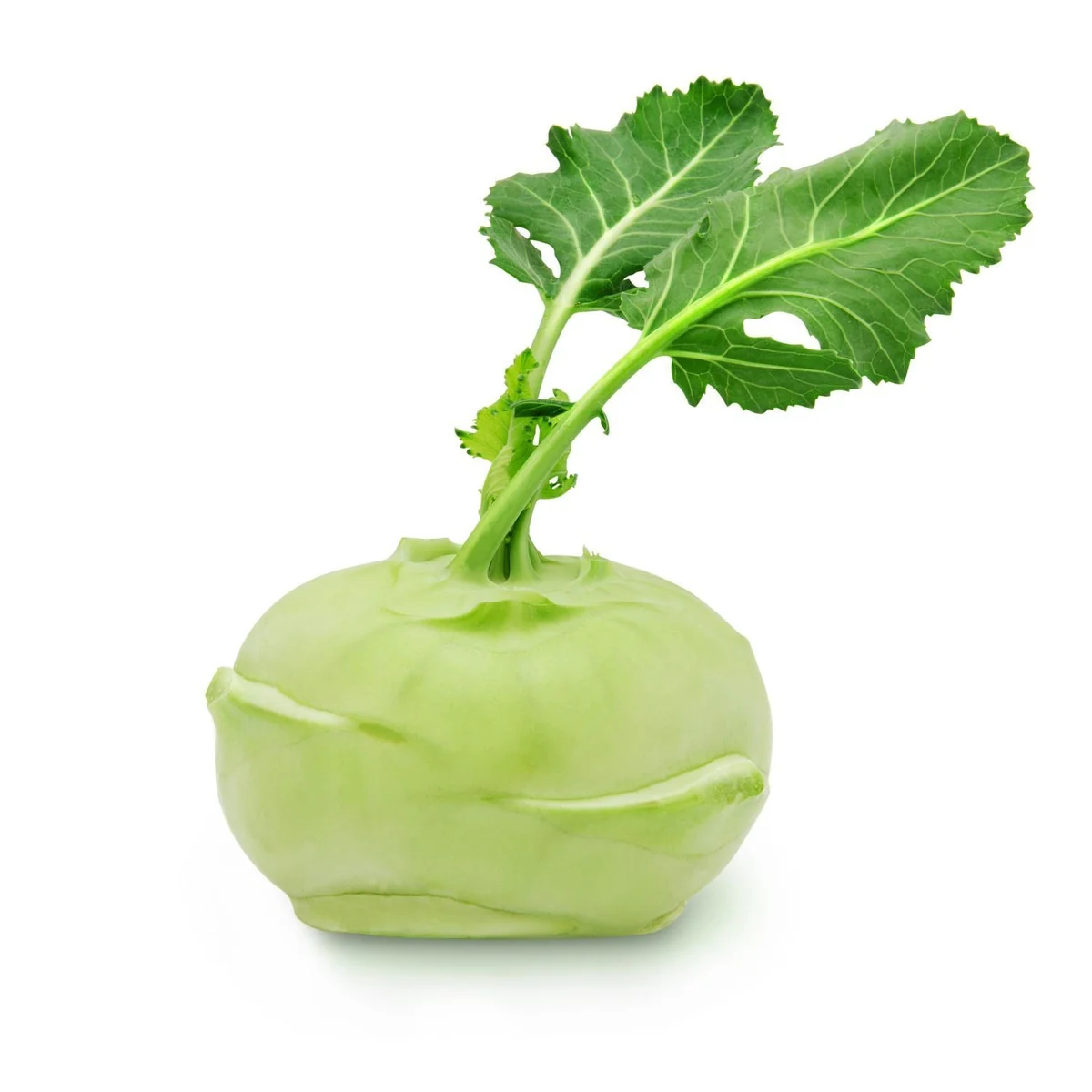 Premium Kohlrabi